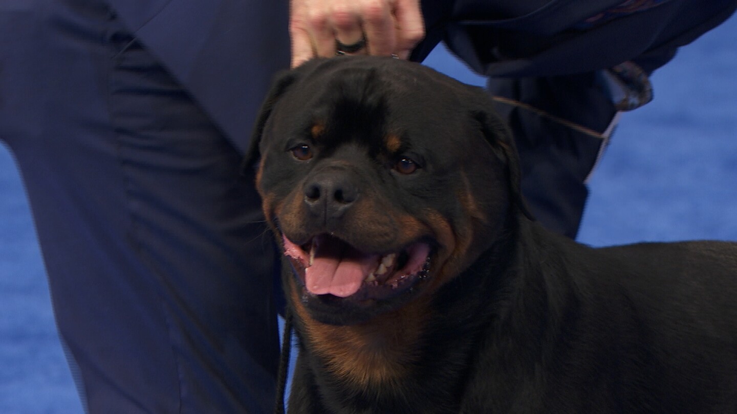 Rottweiler, 2021 National Dog Show, Working Group - NBC Sports