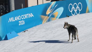 Image for 'Concern, for sure' as family learns their dog, Nazgul, crashed Olympic event