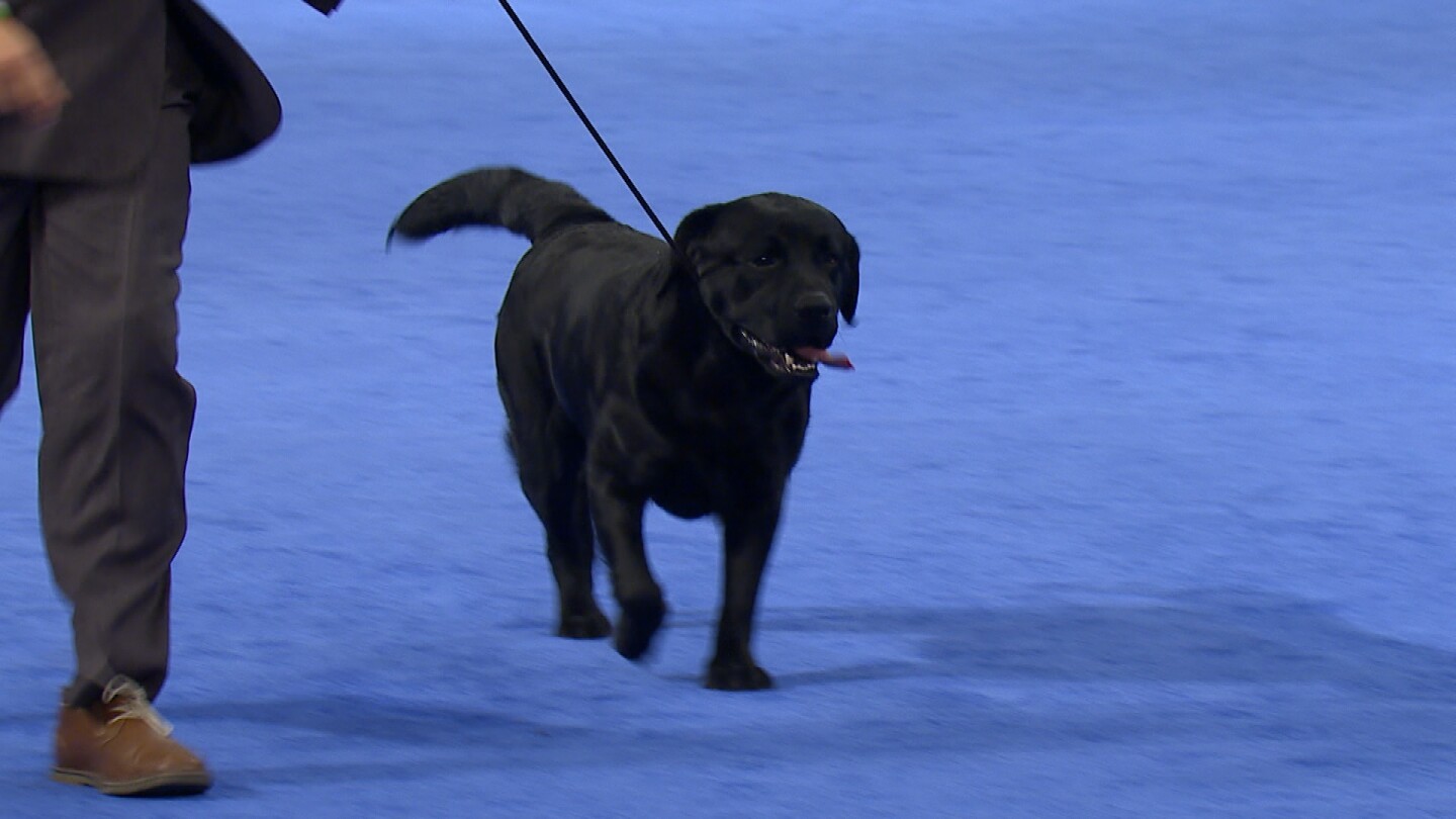 National Dog Show-Labrador Retriever, 2017 Sporting Group - NBC Sports