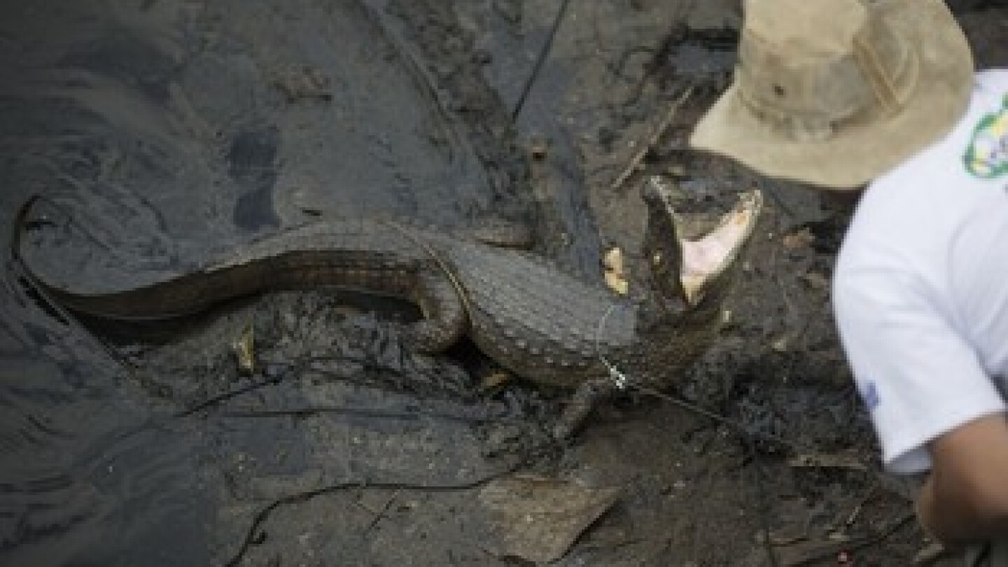 Caiman Rio Alligator-like creatures flood Rio 2016 Olympic site (video, photos ...