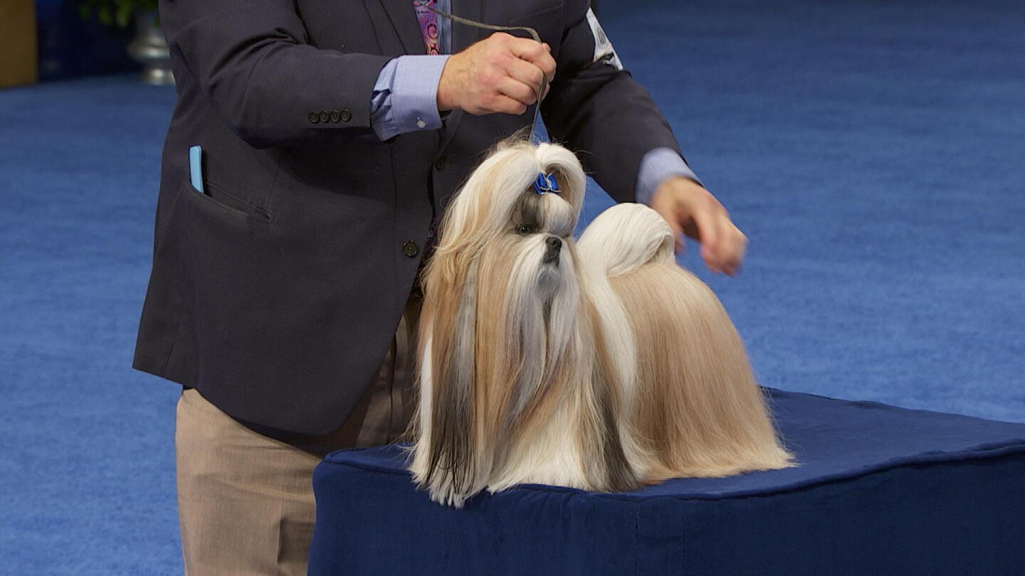 Shih Tzu 2023 National Dog Show Toy Group NBC Sports shih-tzu-2023-national-dog-show-toy-group-nbc-sports