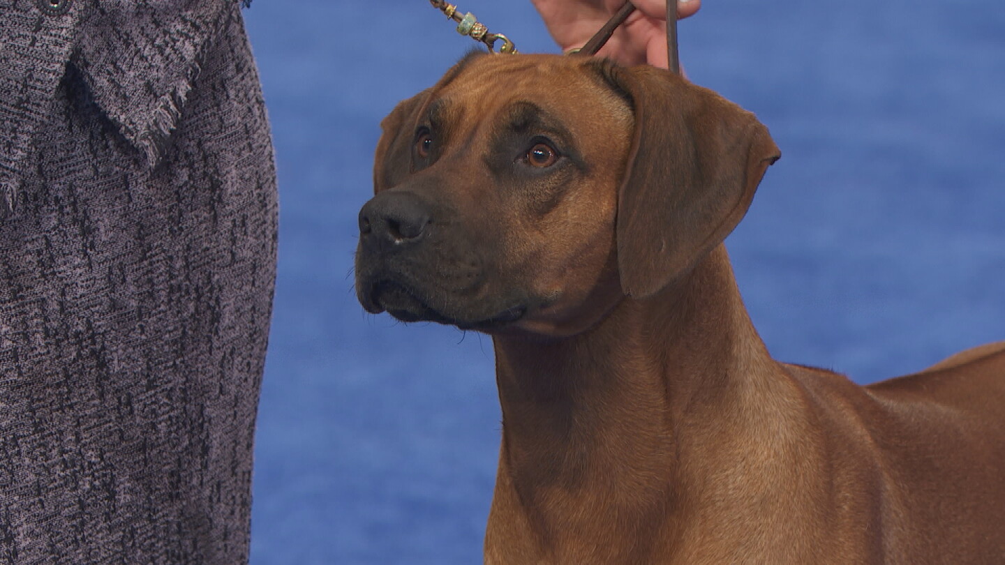 Show Rhodesian Ridgeback Dogs Rhodesian Ridgeback, 2021 National Dog Show, Hound Group - NBC Sports