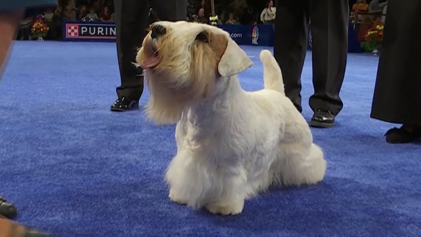 Sealyham Terrier wins Best in Show at the 2023 National Dog Show NBC