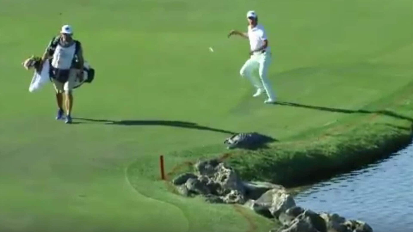 Scared Gator Watch: Scared Smylie jumps at sight of gator - NBC Sports