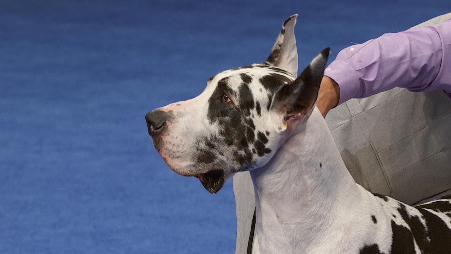 Great Dane, 2025 National Dog Show, Working Group NBC Sports