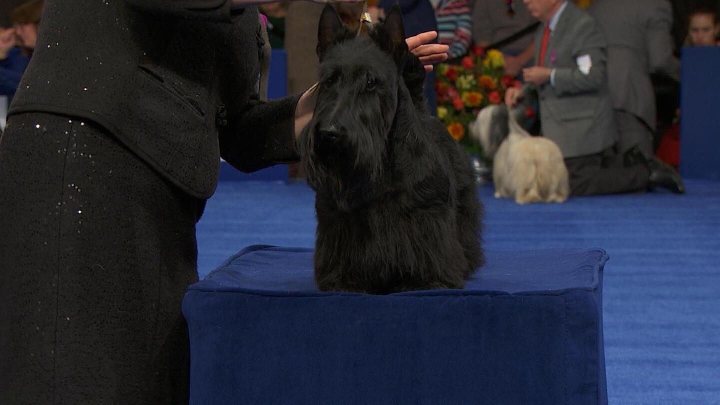 Conformation Dog Show Lead for Winning Performances 2023