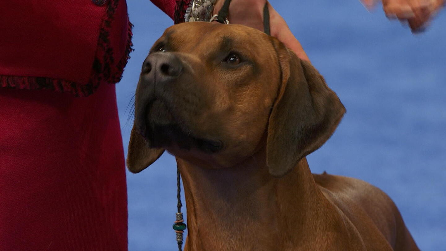Rhodesian Ridgeback, 2023 National Dog Show, Hound Group - NBC Sports