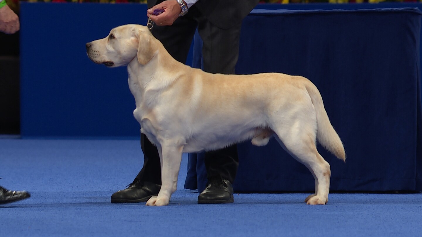 Labrador Retriever, 2020 National Dog Show, Sporting Group - NBC Sports