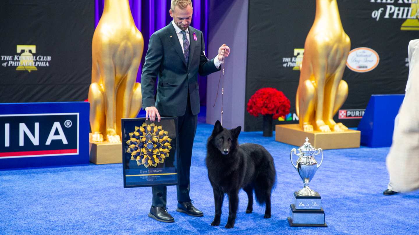 Golden Moment: Belgian Sheepdog ‘Soleil’ Triumphs at 2025 National Dog Show – Best in Show Winner! Golden Moment: Belgian Sheepdog ‘Soleil’ Triumphs at 2025 National Dog Show – Best in Show Winner!