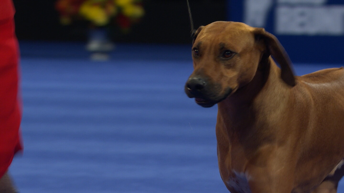 Show Rhodesian Ridgeback Dogs Rhodesian Ridgeback, 2020 National Dog Show, Hound Group - NBC Sports