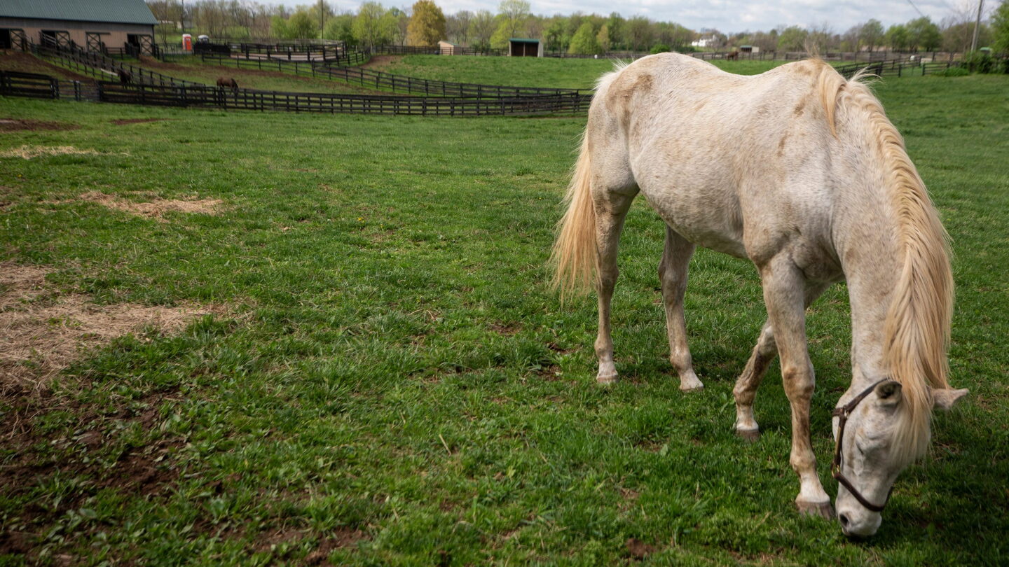 What Happens When Horses Retire: Surprising Facts Revealed