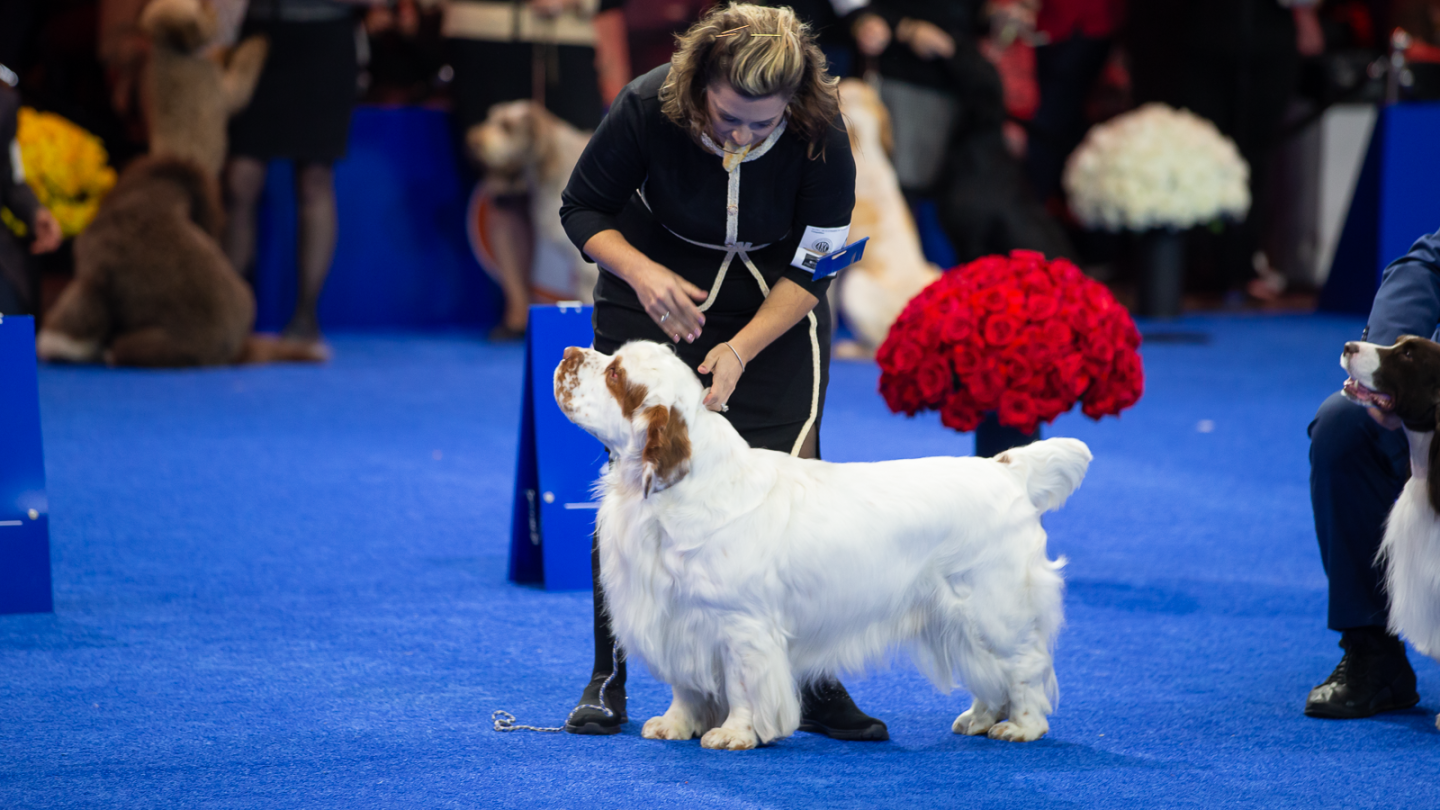 855 Show How to watch National Dog Show 2025 on Thanksgiving: Start time, TV ...