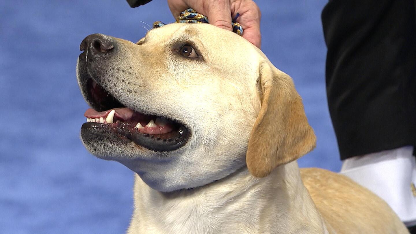 Labrador Retriever, 2019 National Dog Show, Sporting Group - NBC Sports