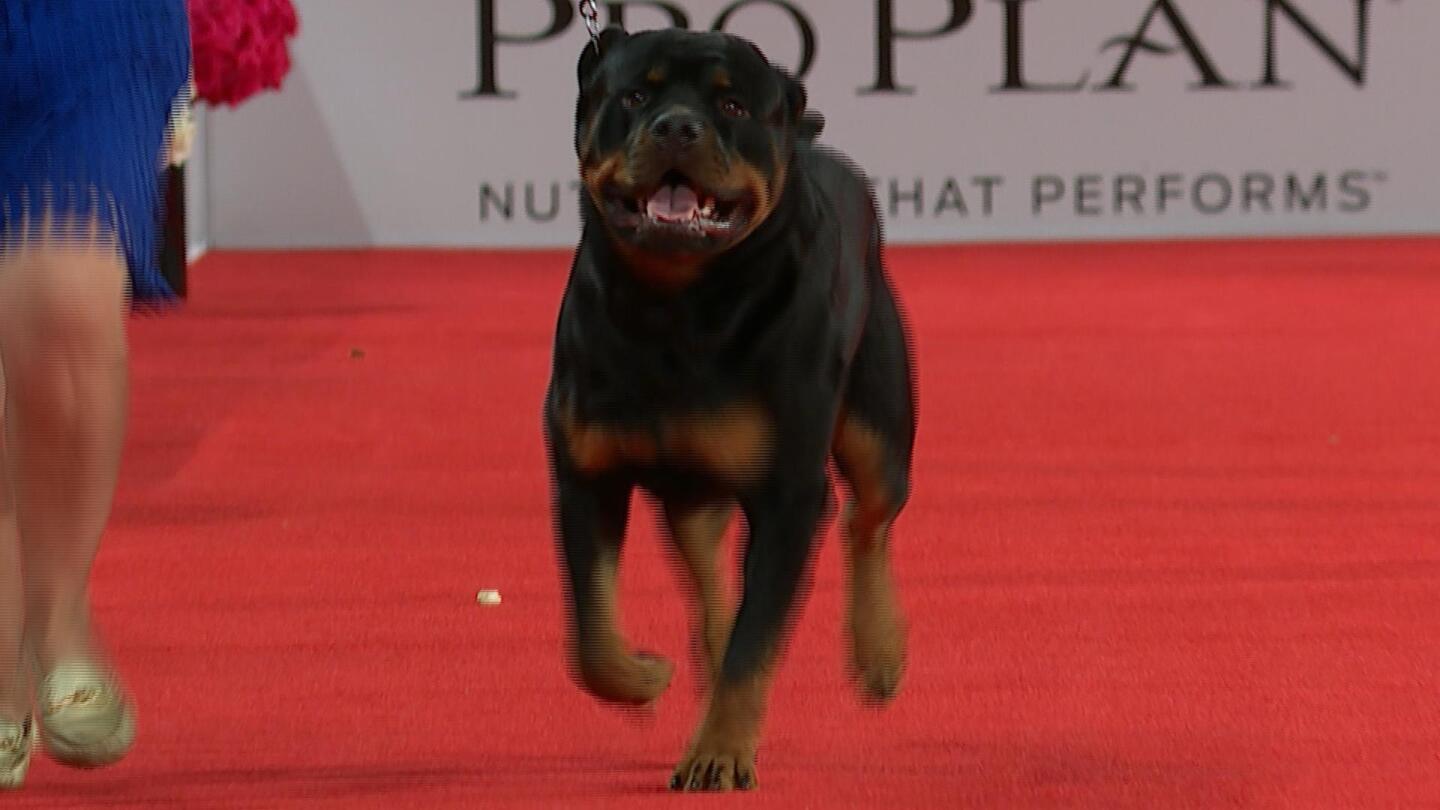 Rottweiler, 2020 Beverly Hills Dog Show, Working Group - NBC Sports