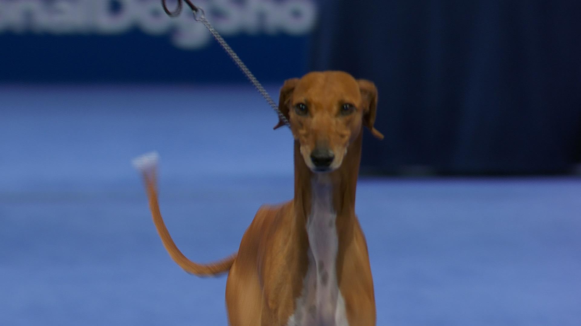 Herding Group Show at Westminster Dog Show 2025