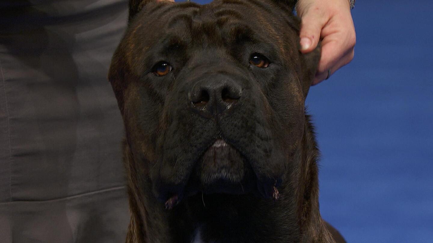 Cane Corso Show Dog at a Competition in 2022