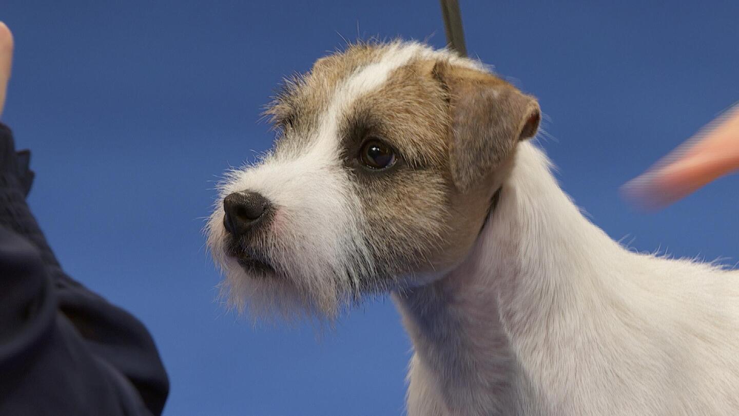 Parson Russell Terrier, 2025 National Dog Show, Terrier Group NBC Sports