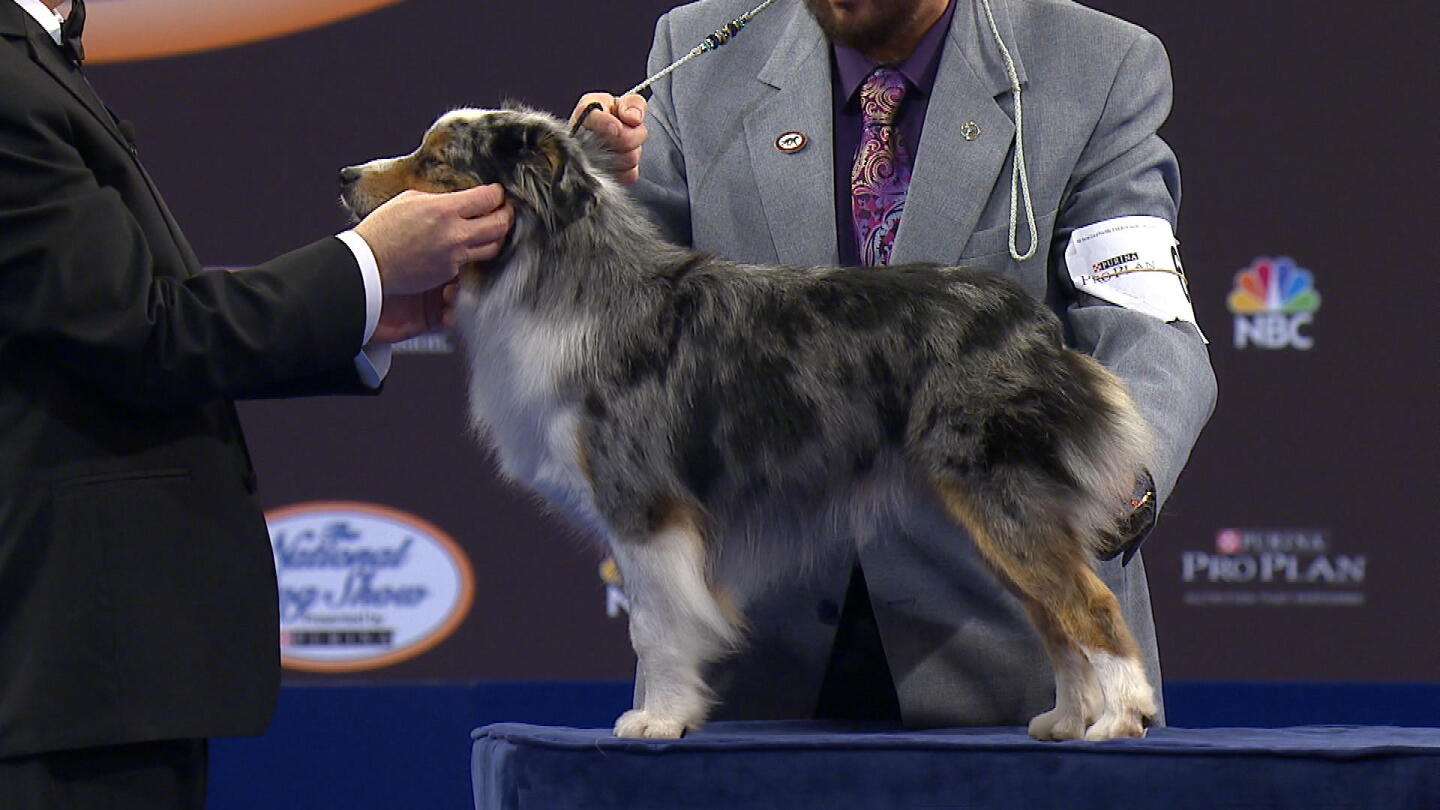Minishepard National Dog Show- Miniature American Shepherd, 2017 Herding Group ...