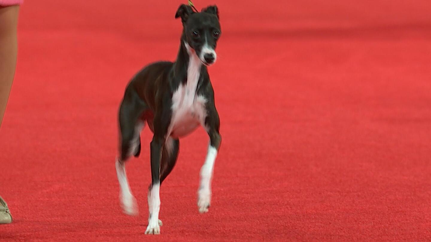 Italian Greyhound, 2020 Beverly Hills Dog Show, Toy Group - NBC Sports