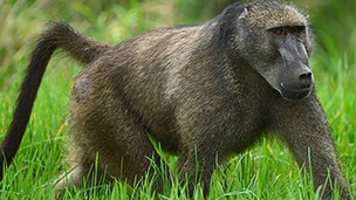 Wolves Baboons Top Photos of the Week - NBC Sports