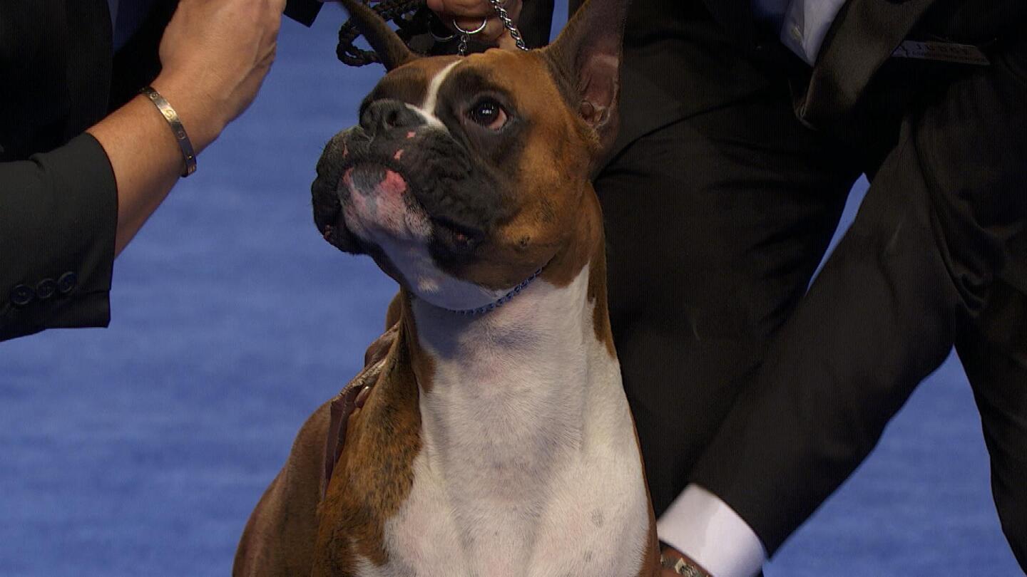 Boxer, 2025 National Dog Show, Working Group NBC Sports