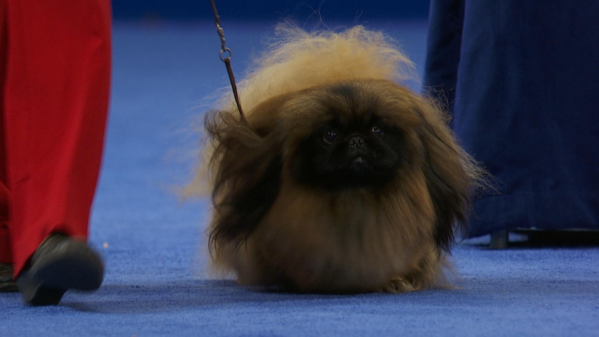 Westminster Dog Show highlights - 2021