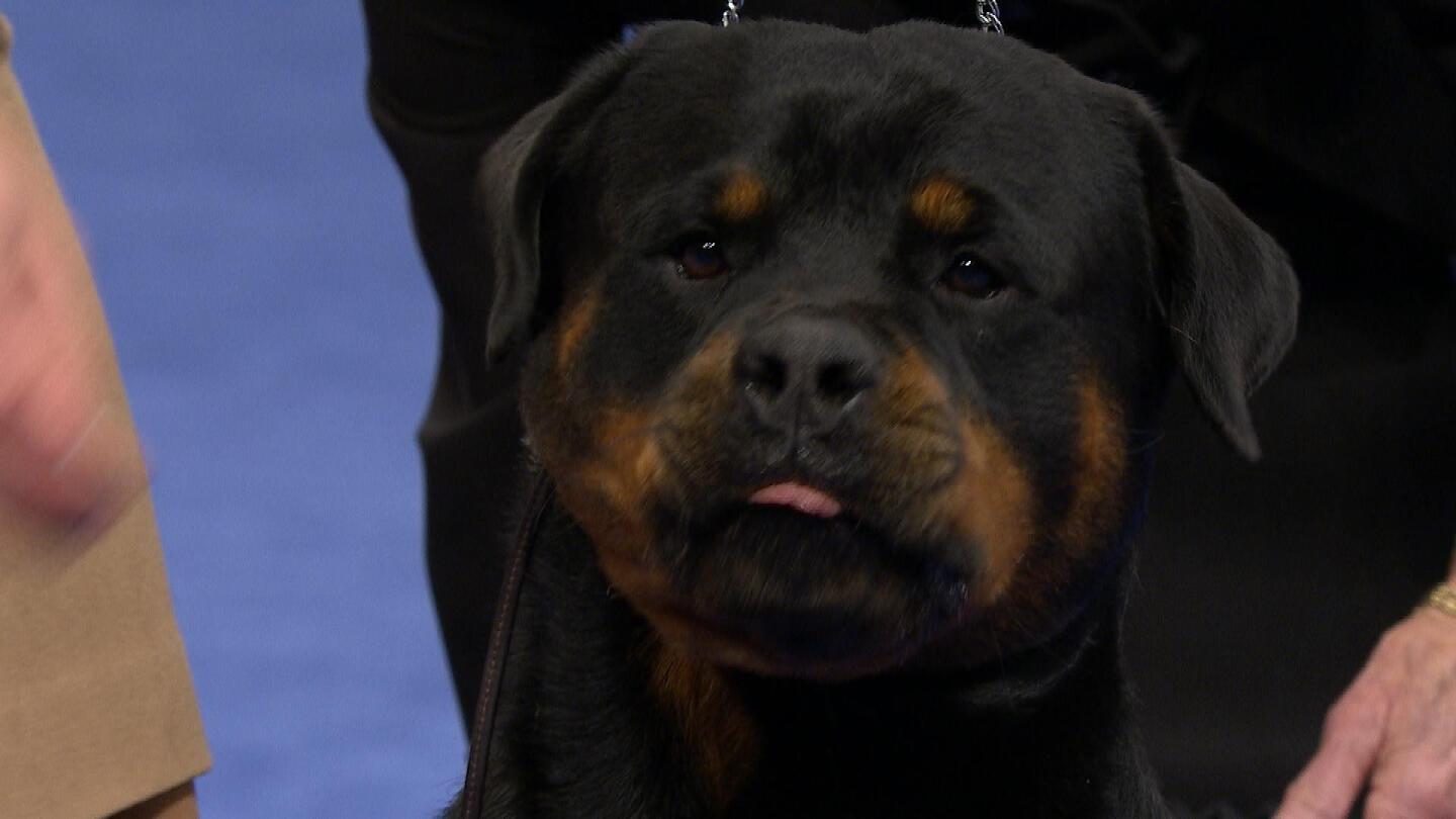 Rottweiler, 2019 National Dog Show, Working Group - NBC Sports