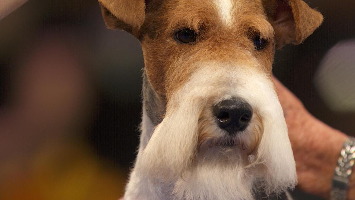 Wire Fox Terrier, 2025 National Dog Show, Terrier Group NBC Sports
