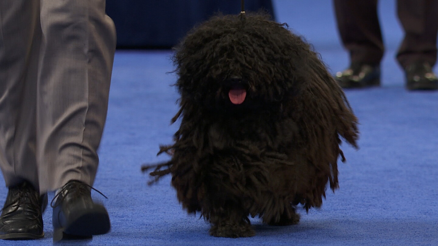 Show Puli Puli, 2022 National Dog Show, Herding Group - NBC Sports
