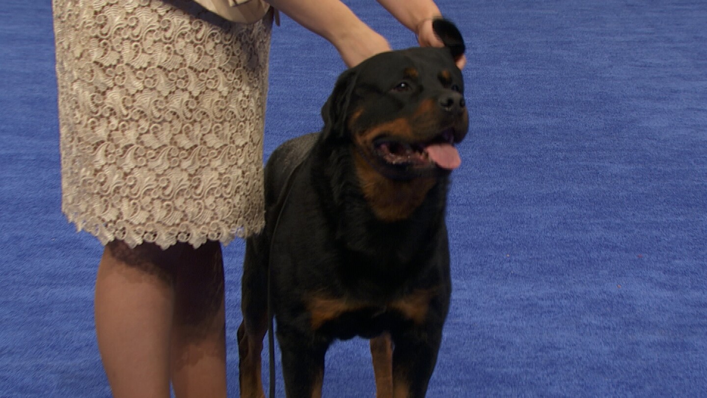 Rottweiler, 2022 National Dog Show, Working Group - NBC Sports