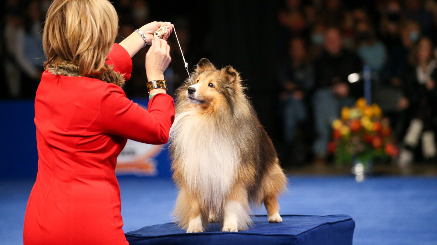 National Dog Show event showcasing top breeds in the year 2022