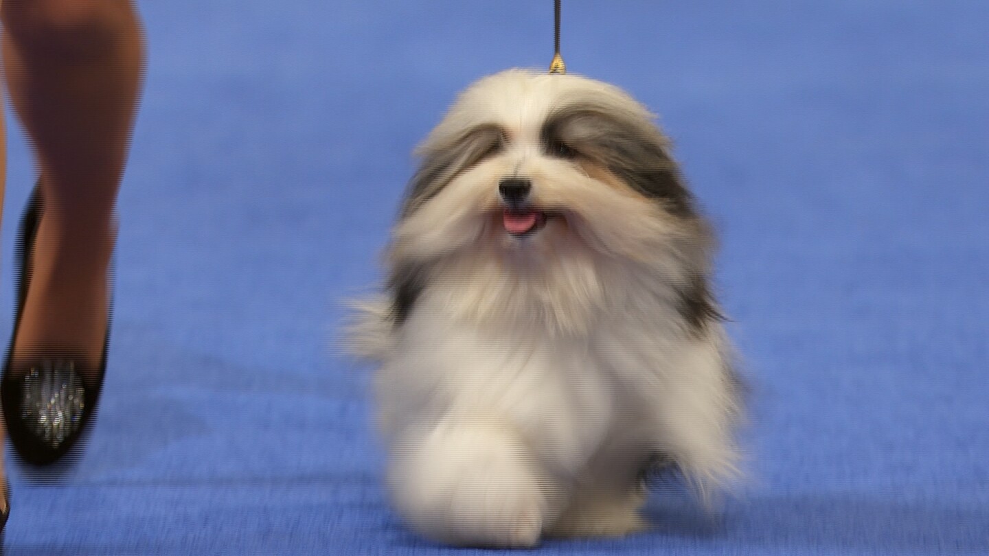 Havanese, 2025 National Dog Show, Toy Group NBC Sports