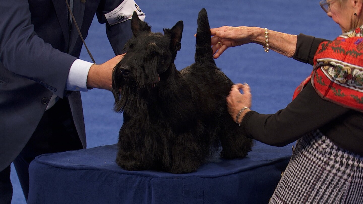 Scottish Terrier, 2025 National Dog Show, Terrier Group NBC Sports