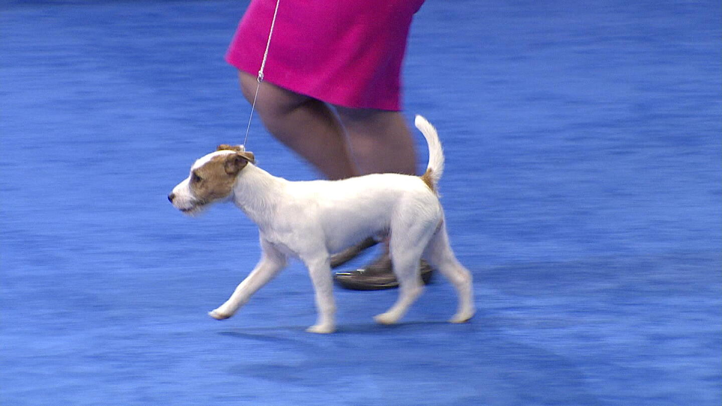 Parson Ter National Dog Show-Parson Russell Terrier, 2017 Terrier Group - NBC Sports