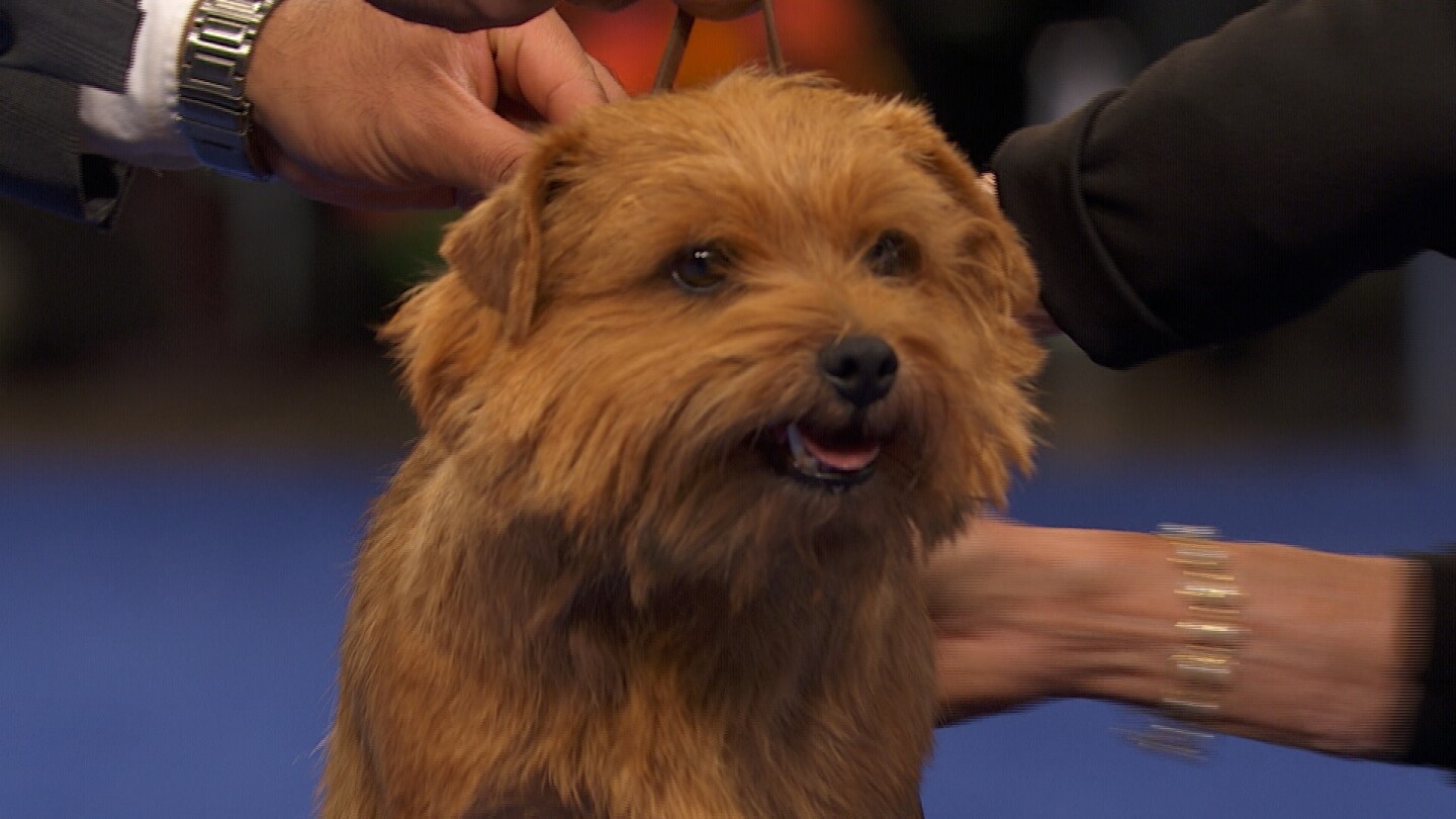 Norfolk Terrier, 2025 National Dog Show, Terrier Group NBC Sports