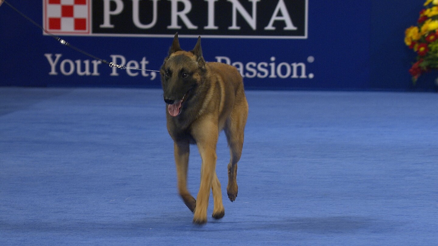 Belgian Malinois, 2018 National Dog Show, Herding Group NBC Sports