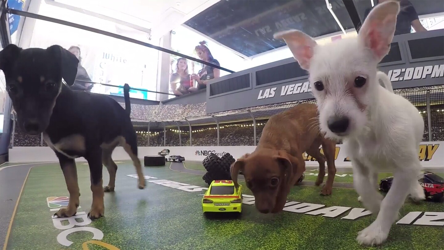 NASCAR on NBC hosts puppy race to raise awareness for animal adoption ...