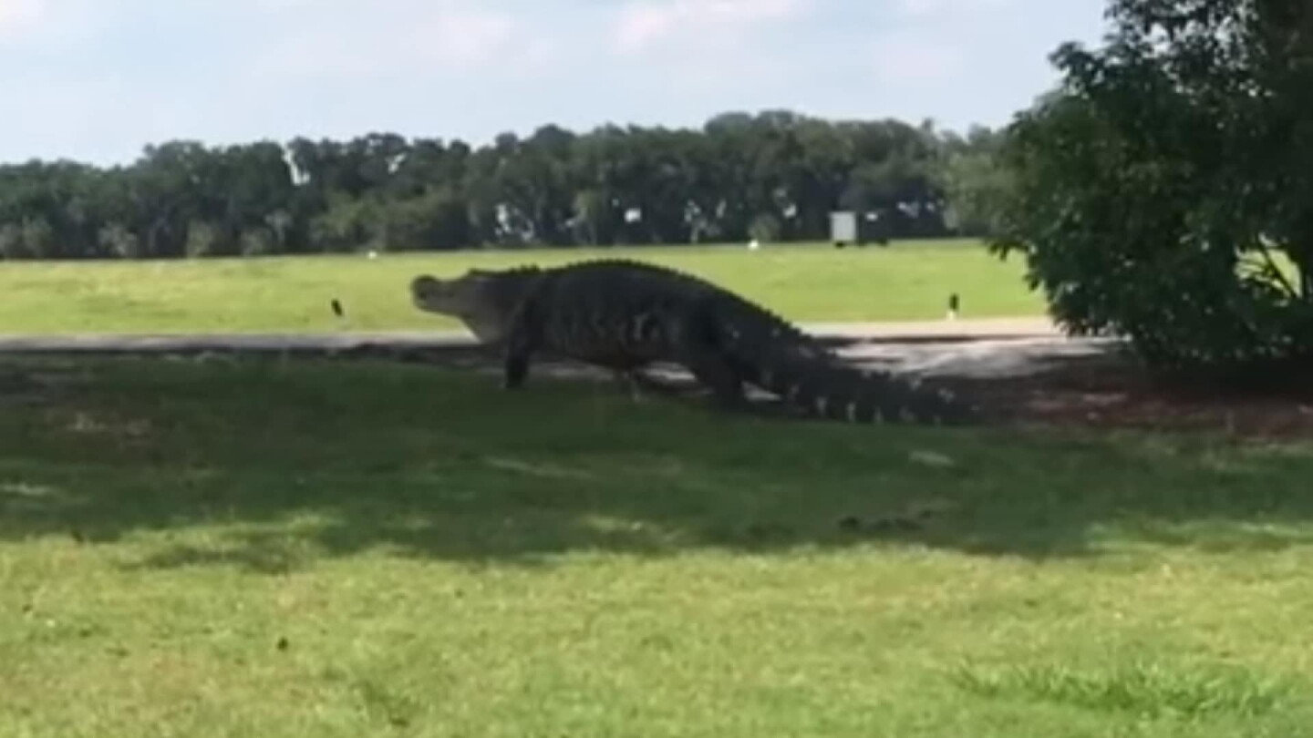 Scared Gator New video shows monster 'gator; still big and scary - NBC Sports