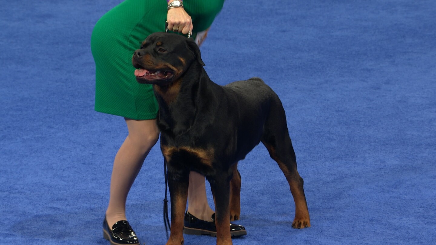 Rottweiler, 2020 National Dog Show, Working Group - NBC Sports