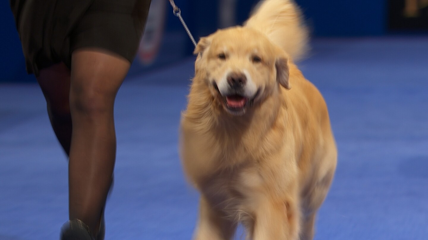 Golden Retriever Champion at Top Dog Show 2022